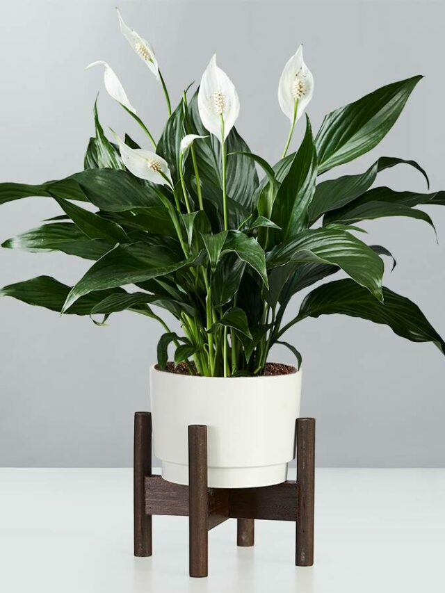 Peace lily 1