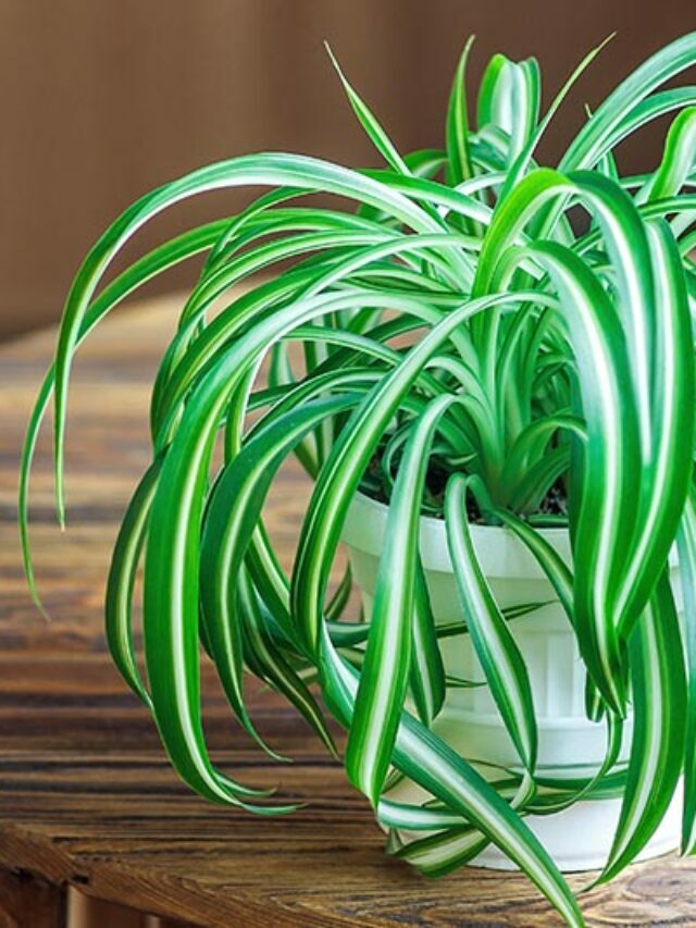 Spider plant 0