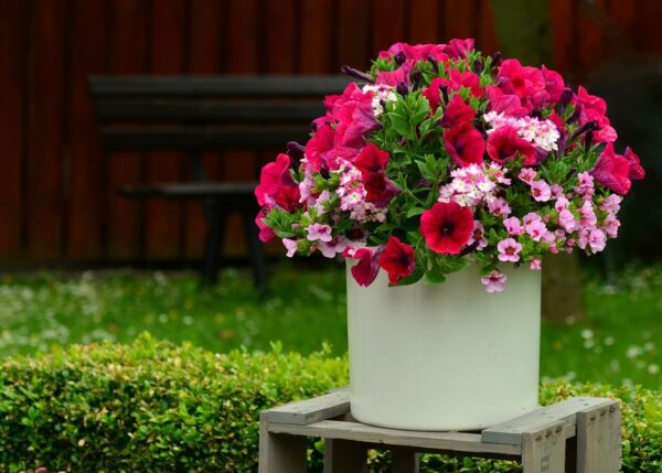 A petunia pot kept outdoors