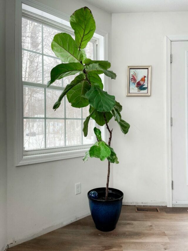 Fiddle leaf plant large