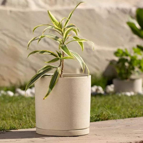 A ceramic planter with a beautiful plat kept outside