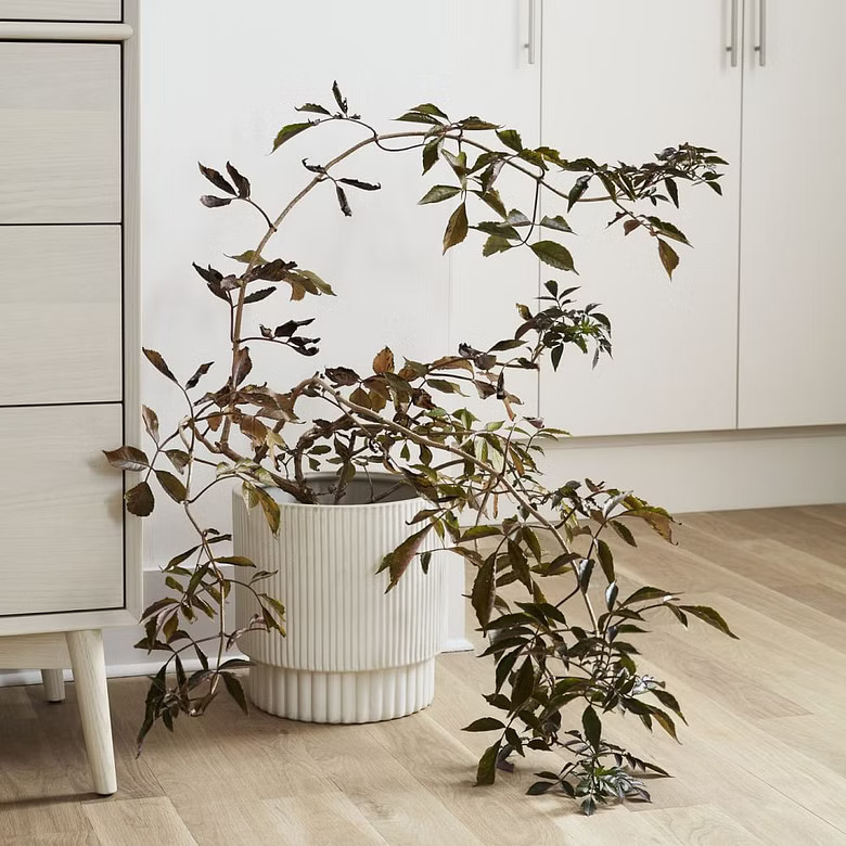 retro white planter with a large plant