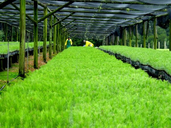 Canadian Wood seedling plantation