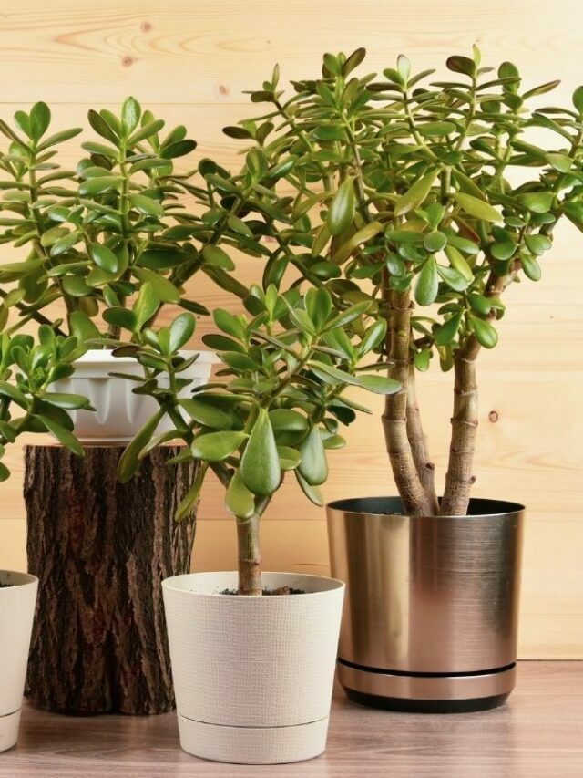 jade plant display