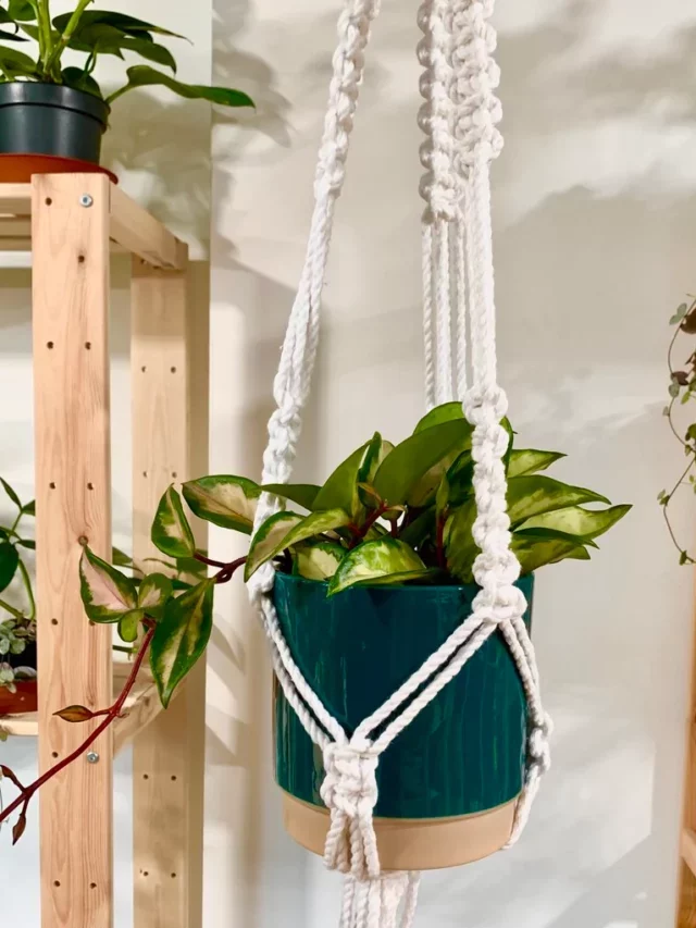 hanging planters green