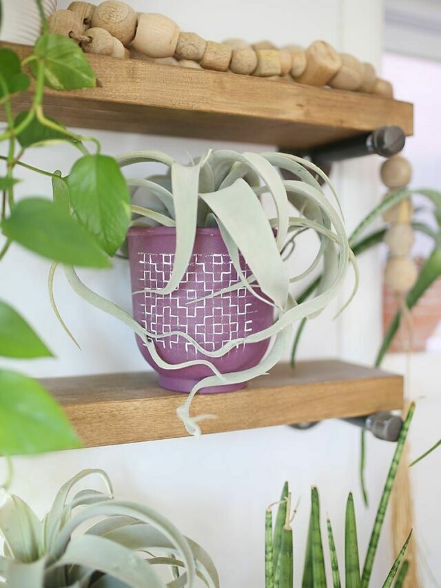 purple small planter on rack