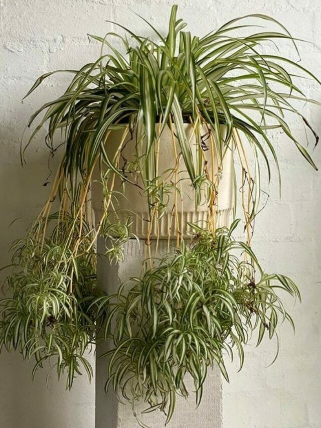 spider plant in a beige pot