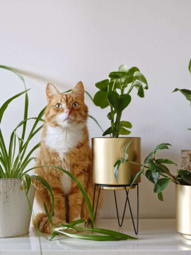 cat-safe-plants
