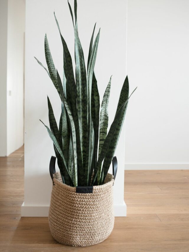 snake plant, wooden flooring