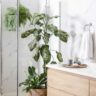 Bathroom friendly plants