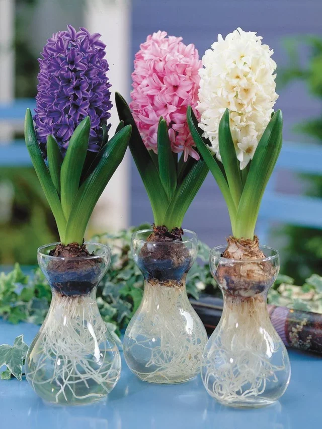 Winter Flowering Plants