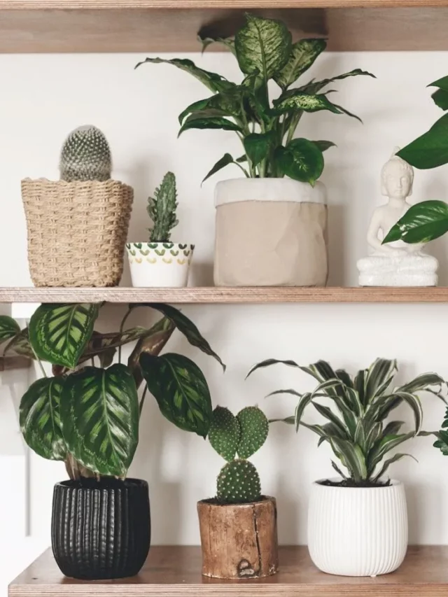 indoor plants on brown shelves