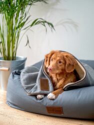 dog on a bean bag chair