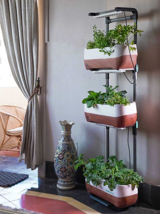 vertical garden in a living room