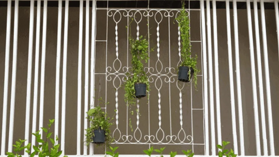 Potted plants with window grills