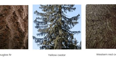 Canadian species trees