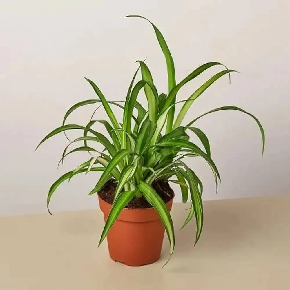 Hawaiian spider plant variety