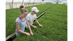 Nursery thinning & weeding -sustainably harvested Canadian Wood certified species