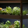 Indoor garden ideas