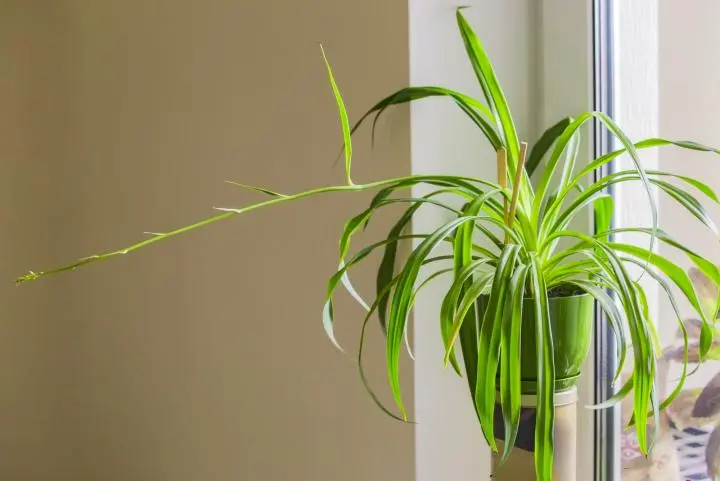 Green Spider plant Shamrock