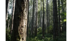 Douglas fir forest - sustainable forestry/ management & practices, Canadian wood