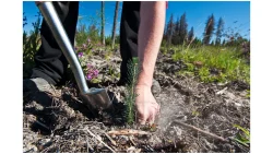 Planting of seedling