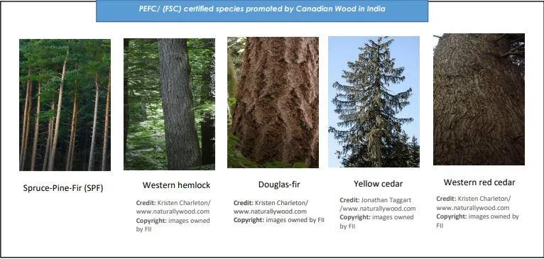 Canadian Wood Varieties