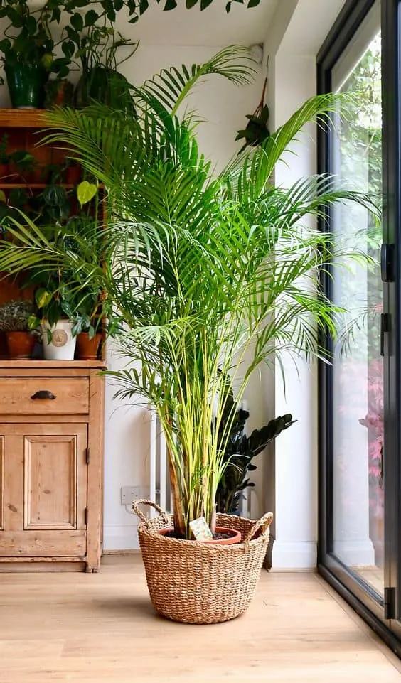 areca palm indoor plant