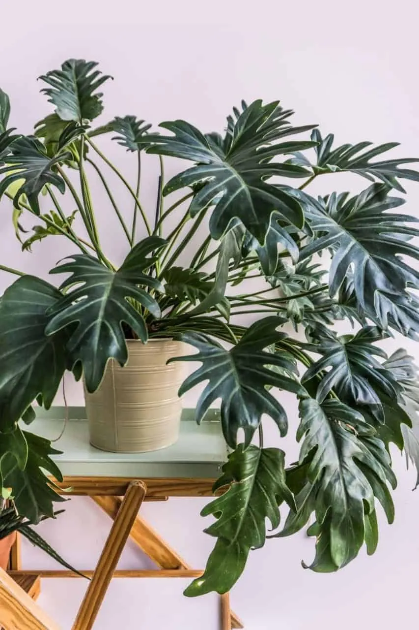 Philodendron indoor plant
