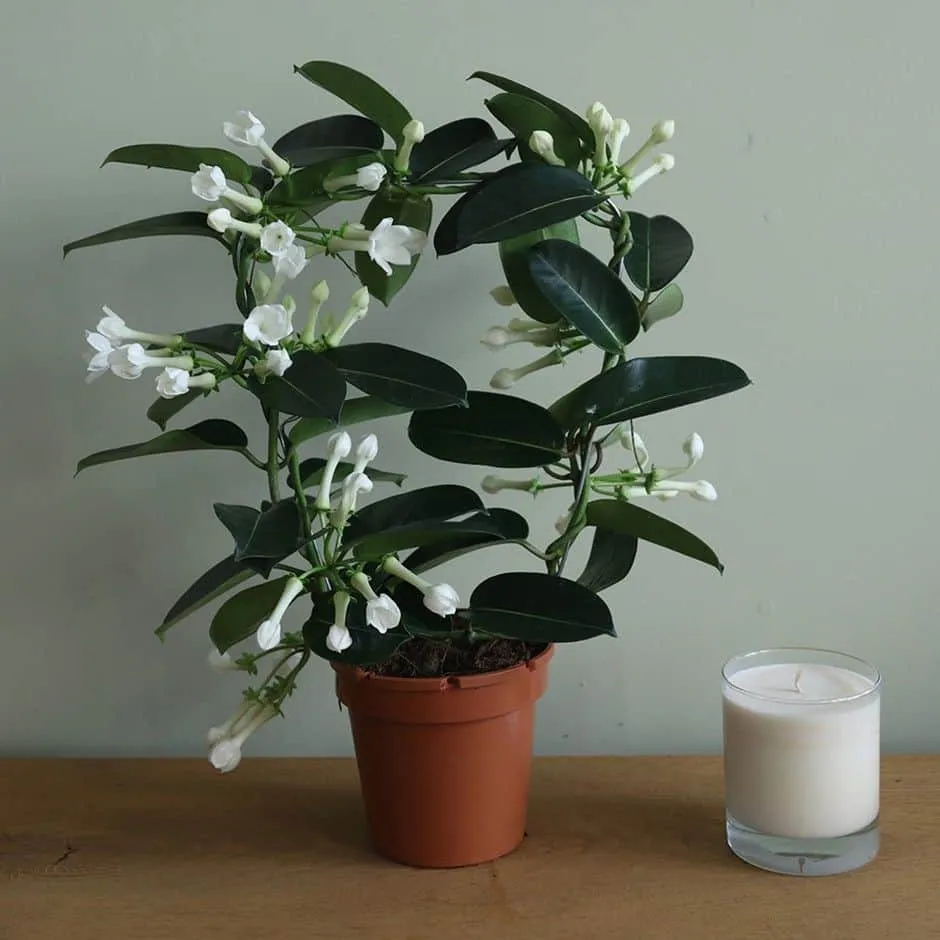 Madagascar jasmine indoor plant