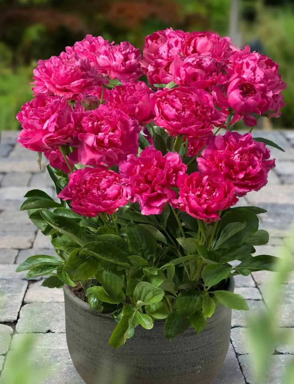 peony plant with bright pink flowers