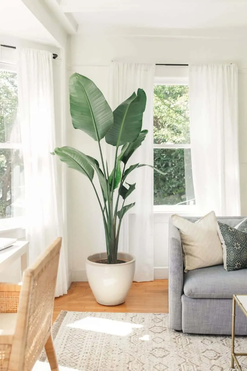 banana plant for indoors