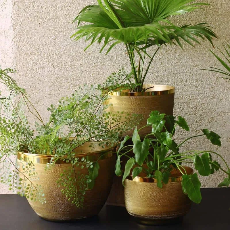 Brass Ridged Planter by Mora Taara suitable for bonsai