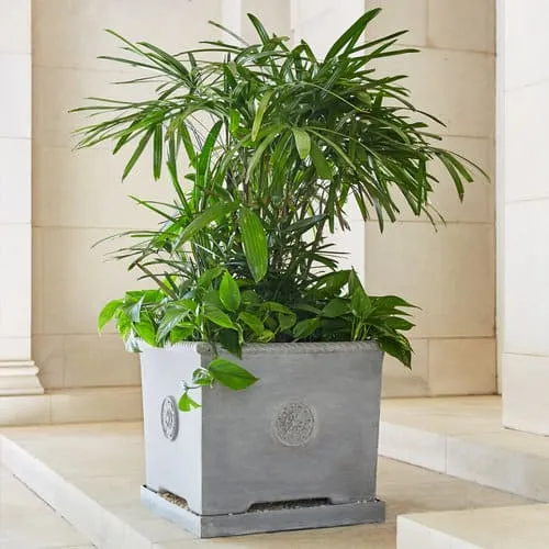 Florentine Planter by Pennoyer Newman suitable for bonsai