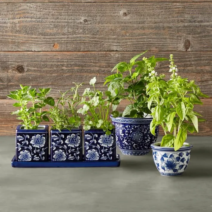 blue and white ceramic pot for indoor plant also suitable for bonsai