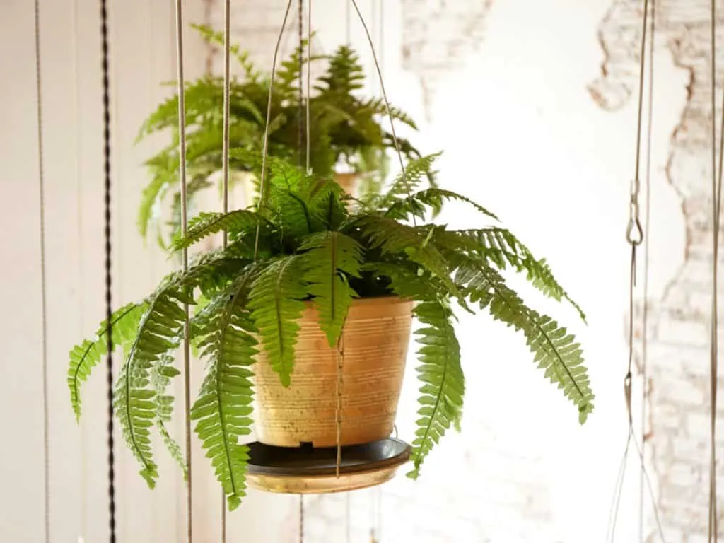 boston fern in hanging planters