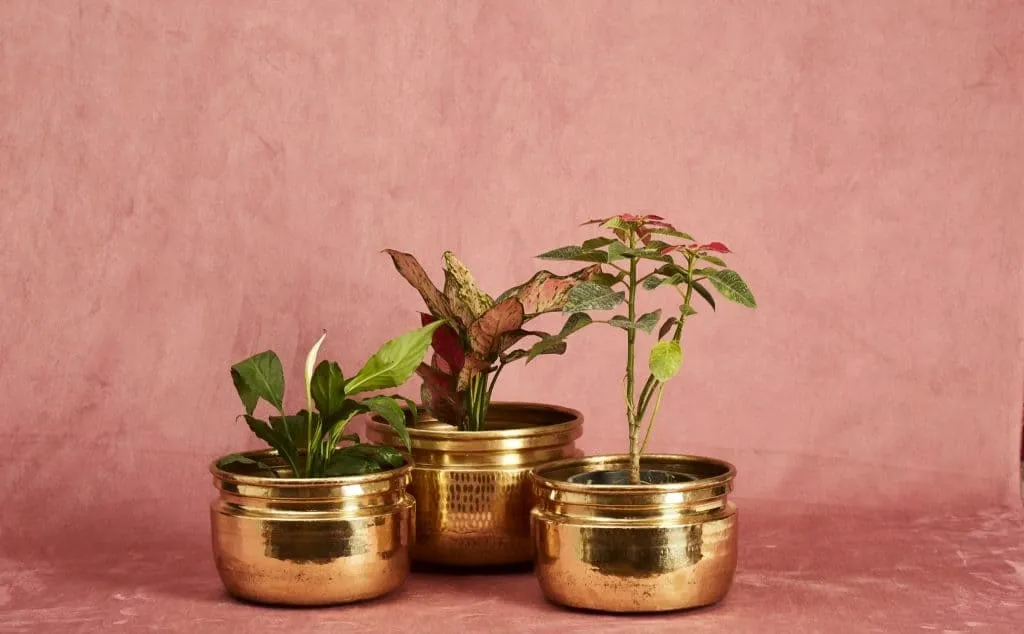 Golden hammered brass planters for indoor plants and bonsai