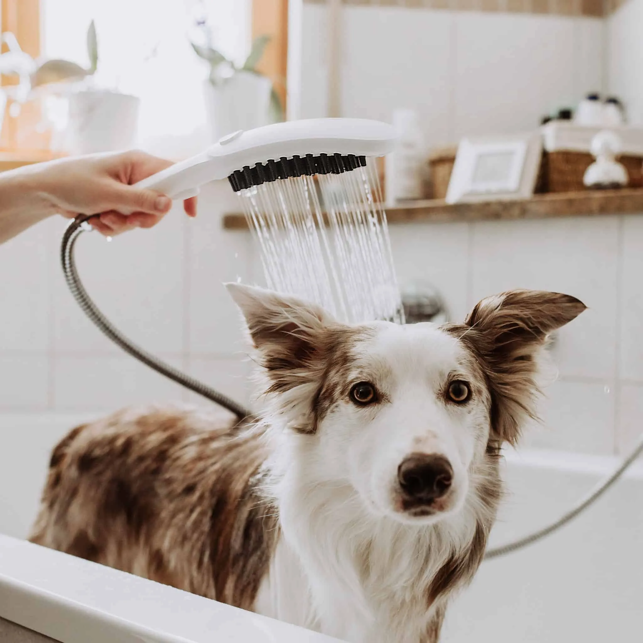 Hansgrohe DogShower with handheld showerhead in white colour; dog bath accessories