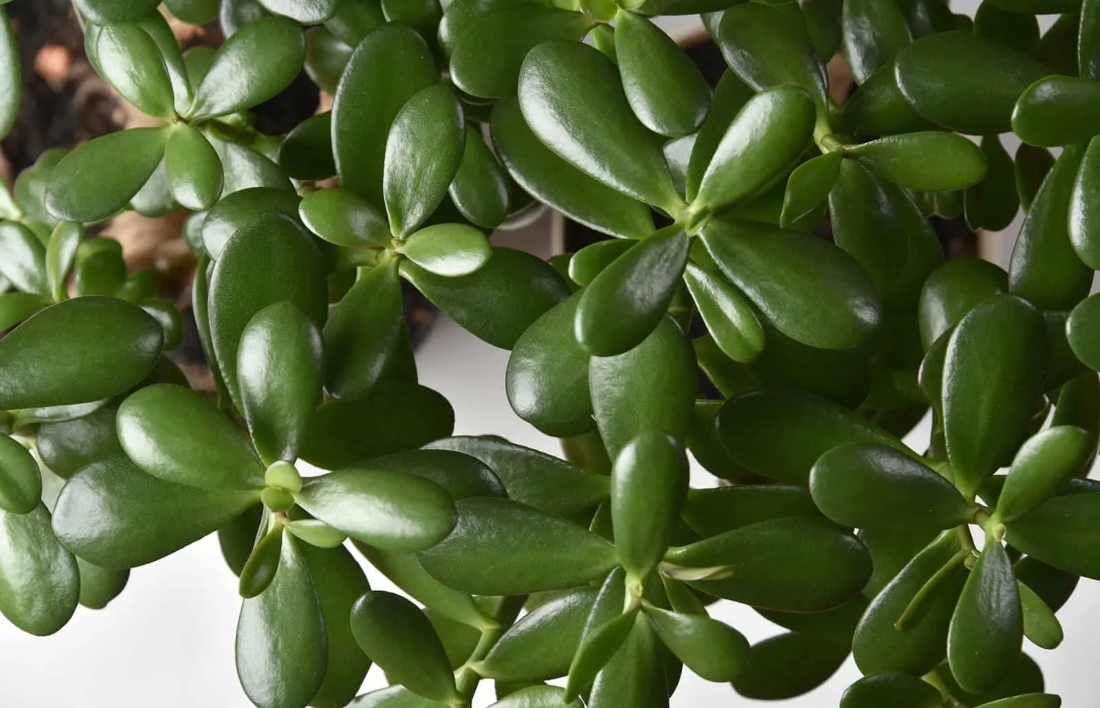 Jade plant: Benefits, care, types, propagation & decor ideas