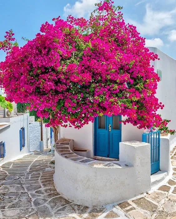 Bougainville spillage on white walls