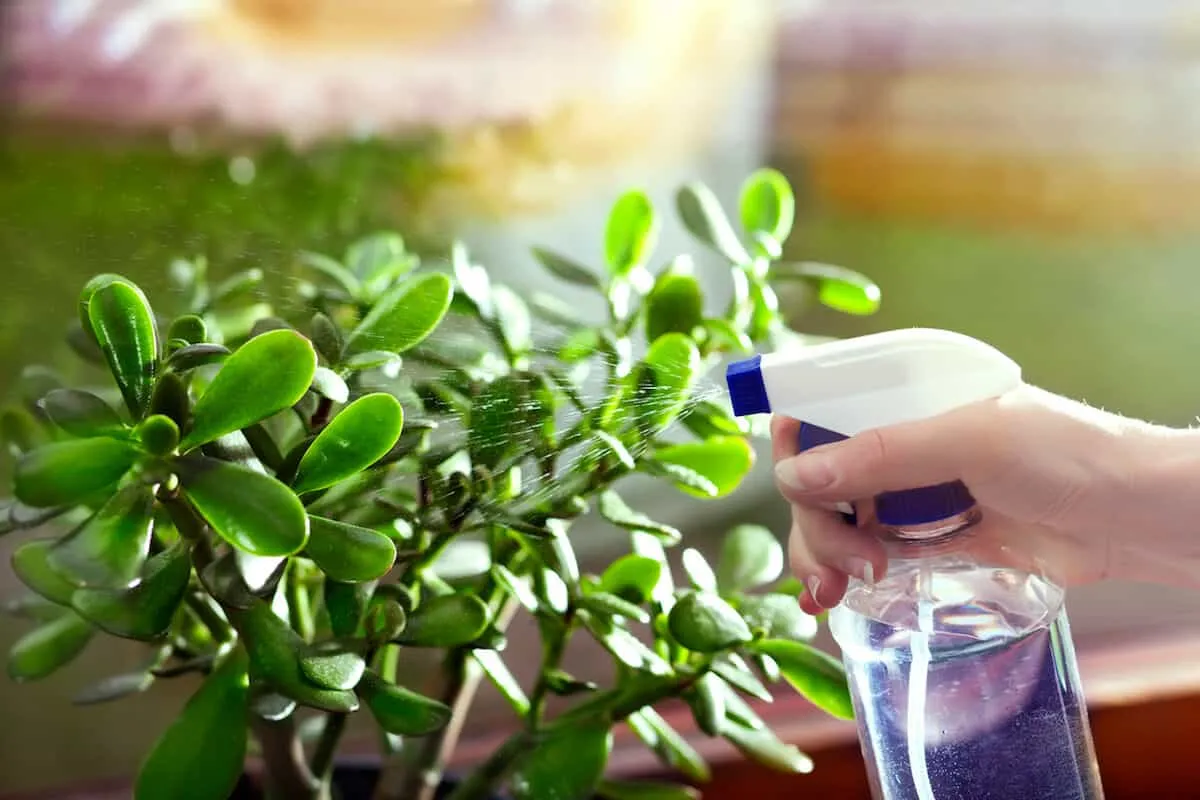 How to take care of jade plant and types