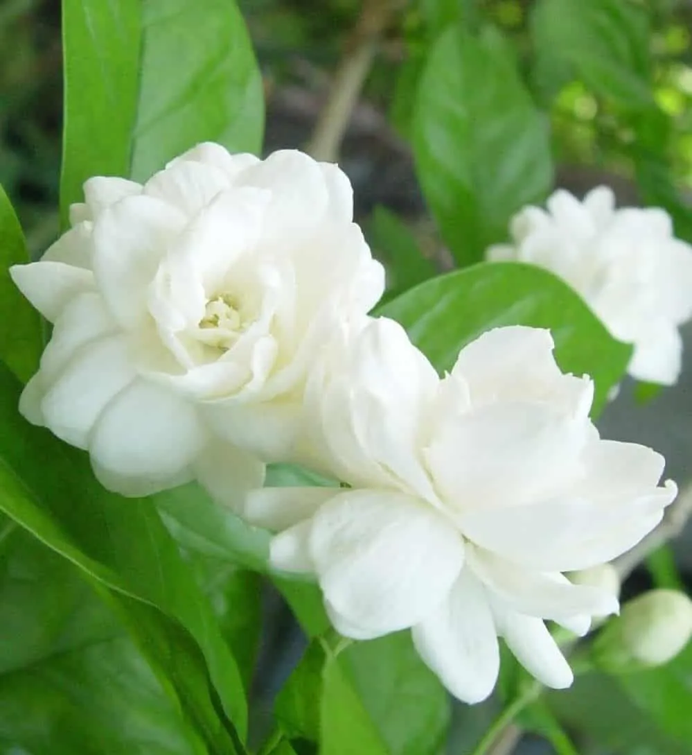 Arabian jasmine 