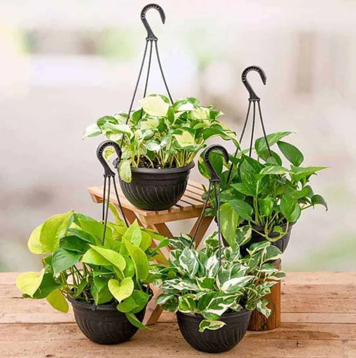 money plant care