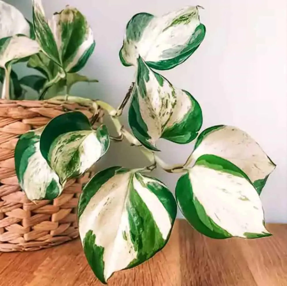 indoor plants buy online