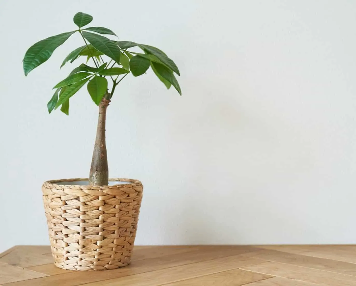  money plant online