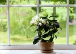 large windows with outside view and potted plant