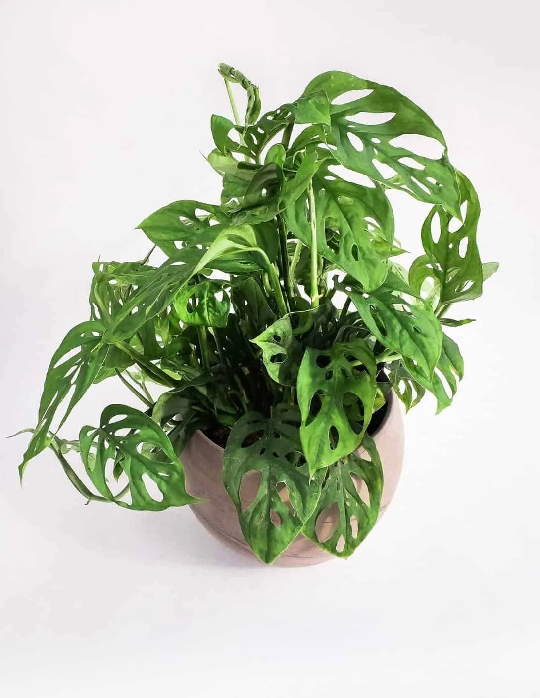  money plant online