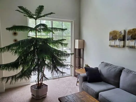 room with gray sofa, norfolk island pine, potted plant, room with big windows, living room