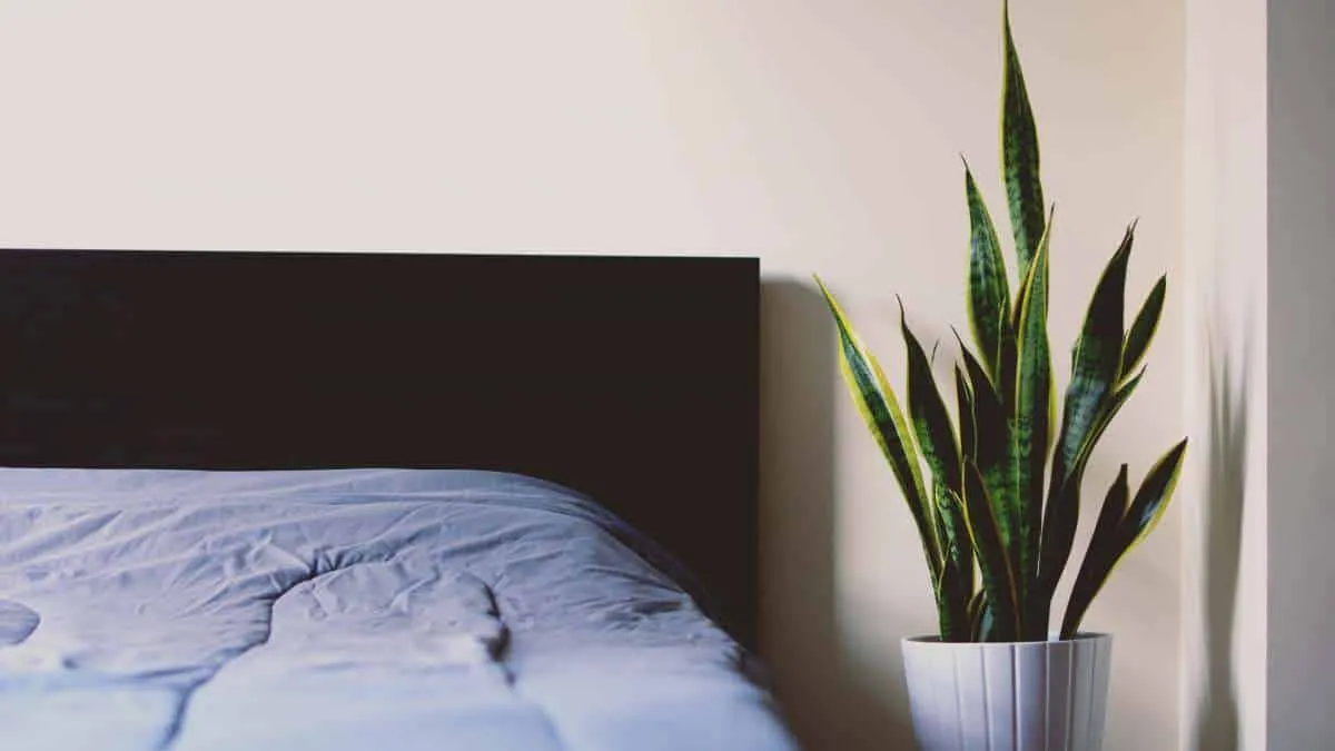 bedroom with indoor succulent