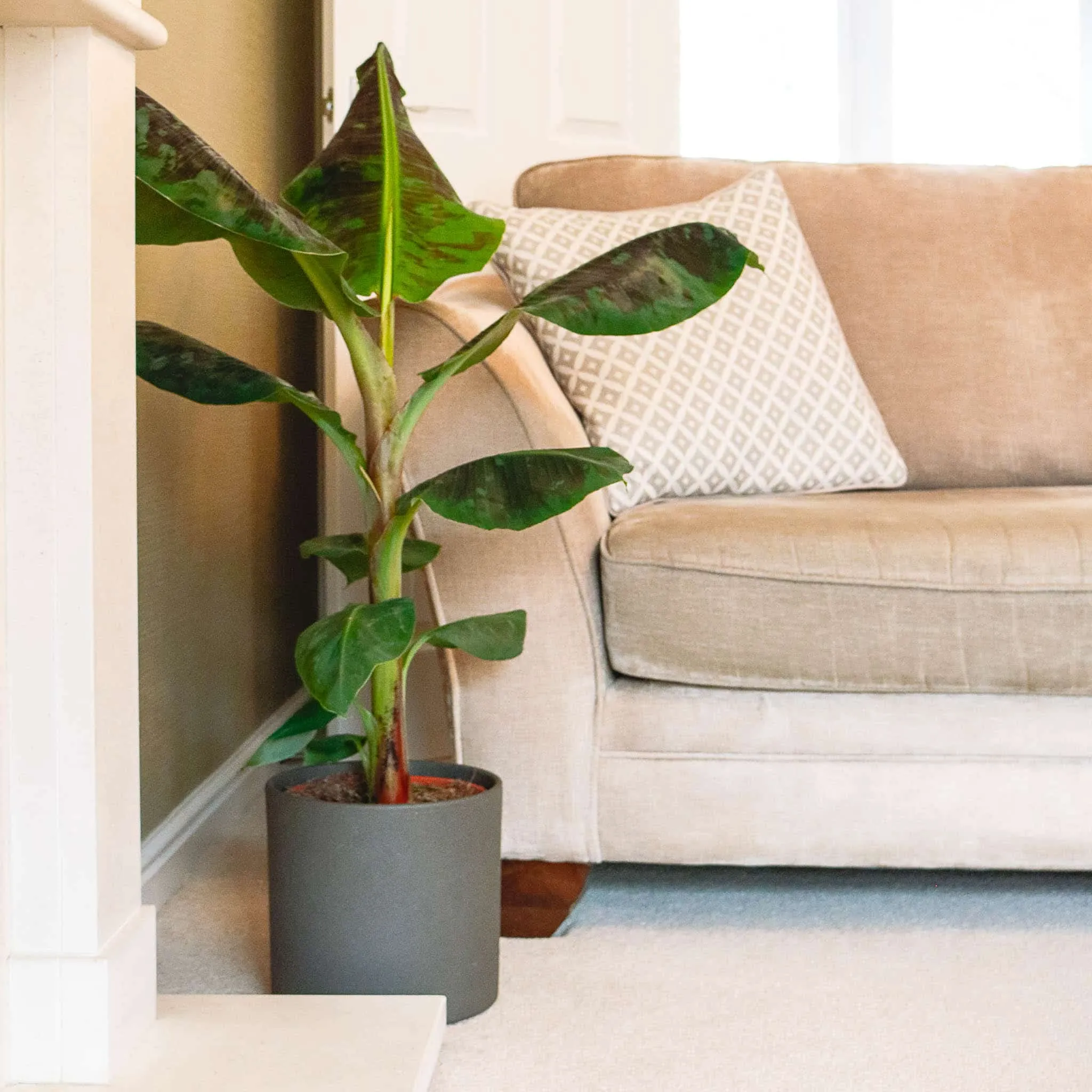 white and off white sofa with a cushion, green banana plant in a grey pot with soil